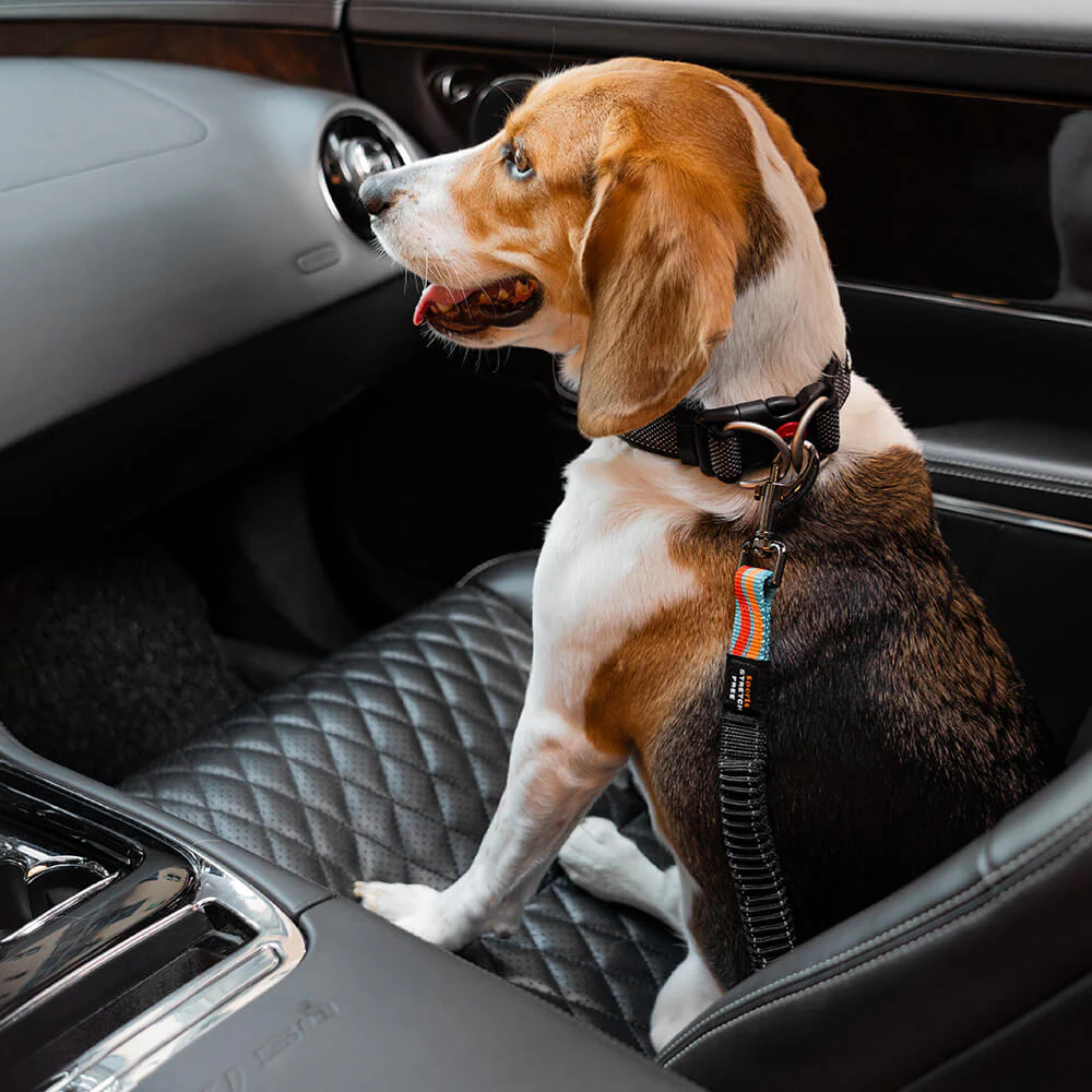 Ceinture de sécurité pour chien ajustable et colorée – Image 4