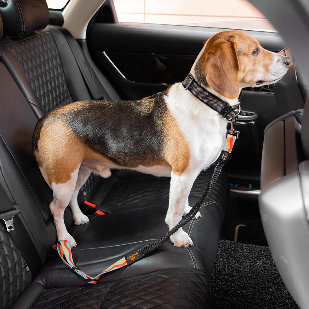 Ceinture de sécurité pour chien ajustable et colorée – Image 3