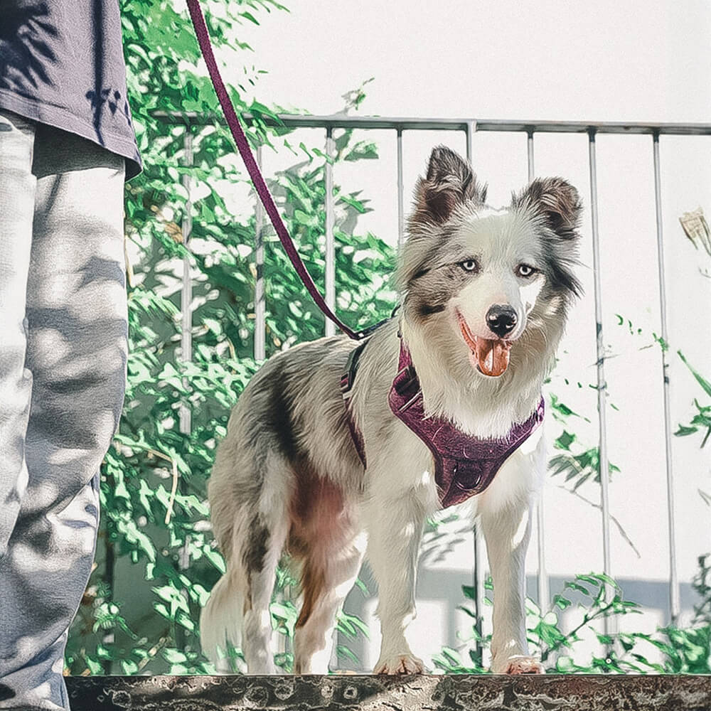 Harnais pour chien anti-traction en tissu recyclé éco-responsable et laisse – Image 2