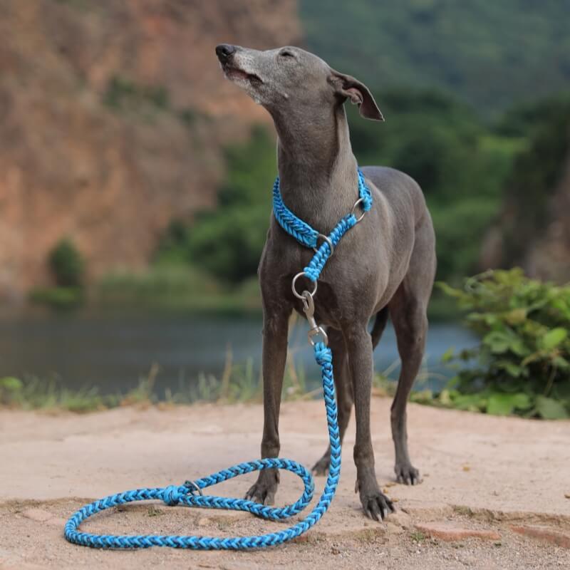 Collier et Laisse Lumineux Grand Chien Faits Main Anti-Traction – Image 4