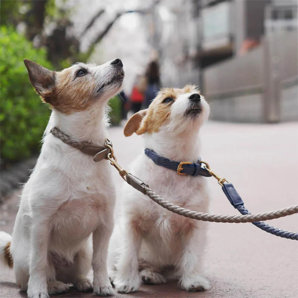 Ensemble Collier et Laisse pour Chiot en Similicuir Tressé à la Main – Image 2